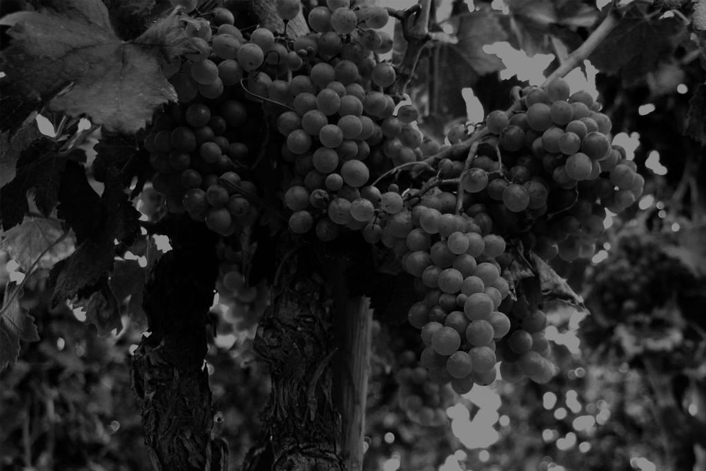 Domaine de Beaurenard - Le Boisrenard Blanc 2024